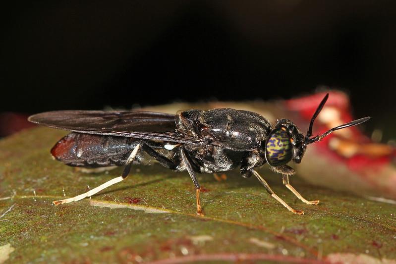 Insect project plan for reject produce | Article | Fruitnet