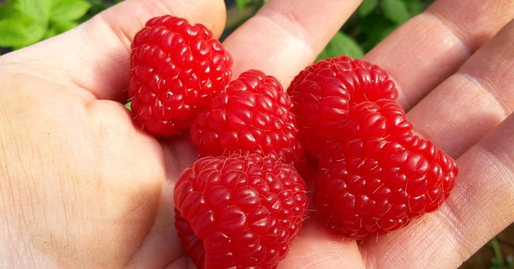 Quality raspberry crop to last until November | Article | Fruitnet
