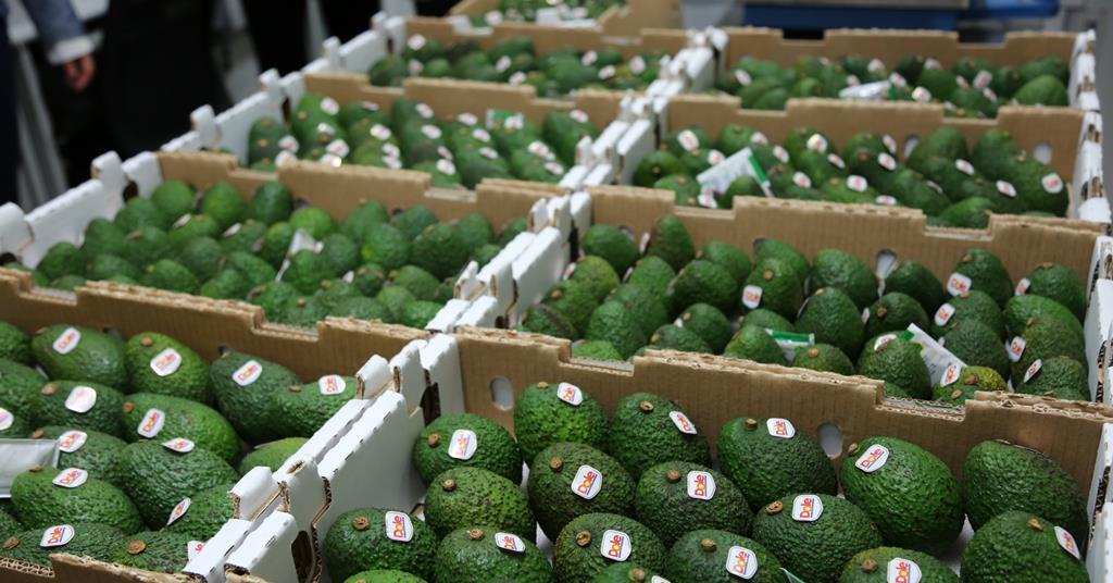 Avocado Fresco – China Market