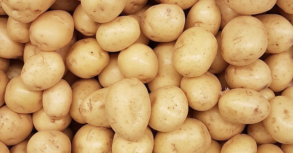 Drought may halve Jersey's potato crop, Agriculture