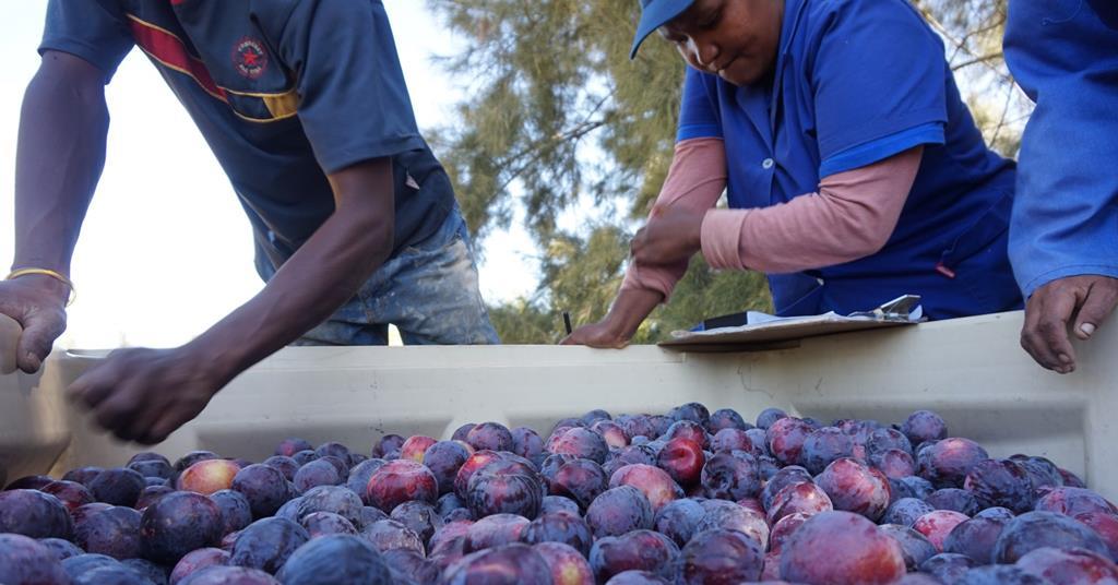 Crucial year for South African plums Article