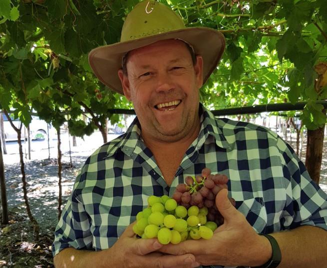 Candy grapes hit RSA supermarkets Article
