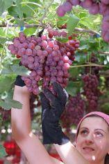 Pink grapes sale