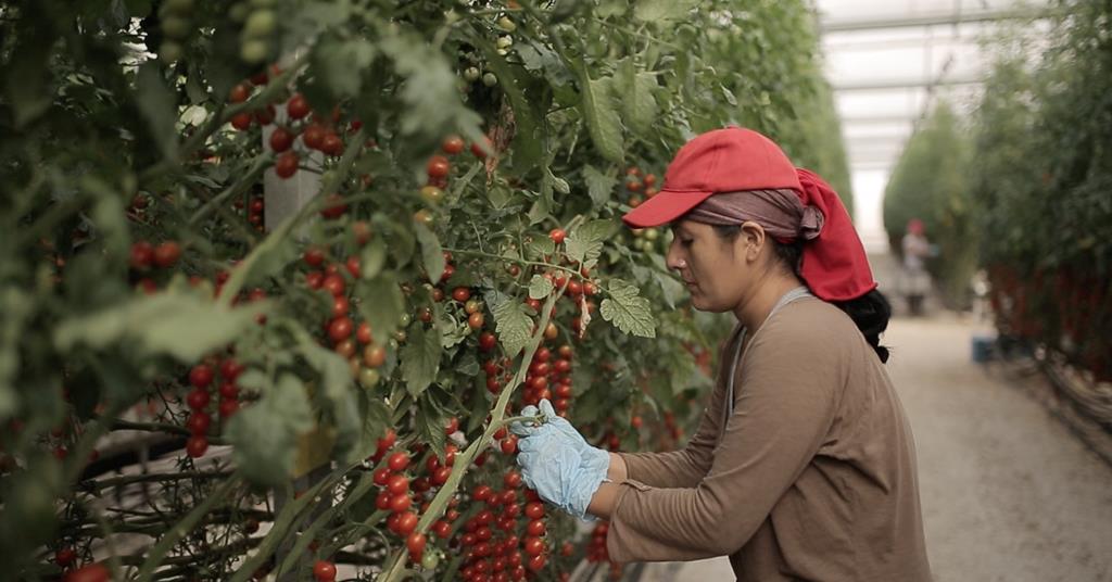 EU tomato producers call for action to protect viability of sector