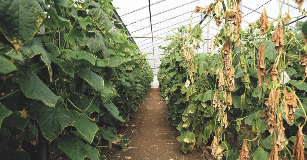 Rijk Zwaan faces challenges head on | Article | Fruitnet