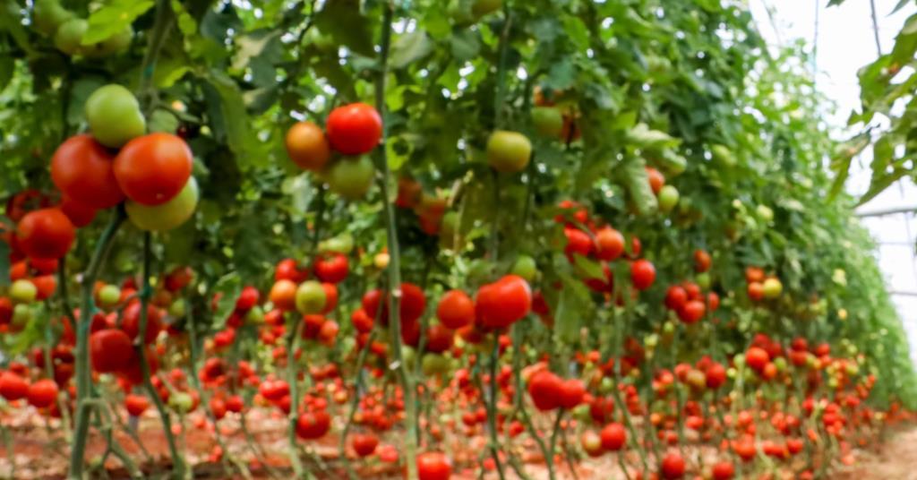 Gene-Editing Breakthrough Triggers Seedless Fruit Development Without Fertilisation