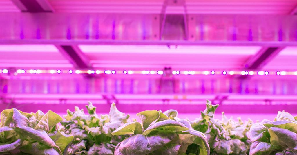 Emirates Crop One launches largest vertical farm | Article | Fruitnet