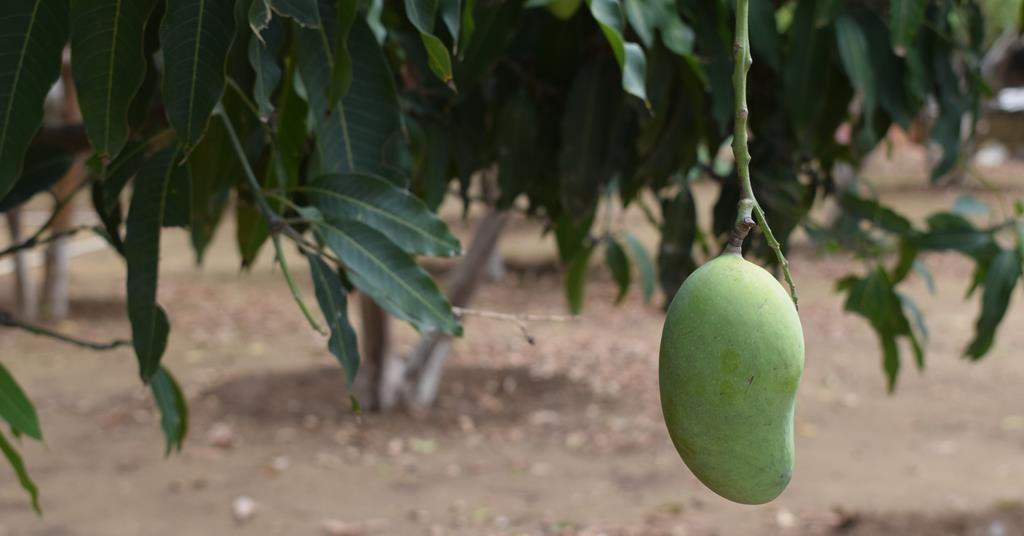 UAE better mango season in Pakistan Article