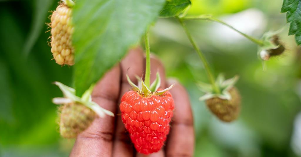 Taste Test Raspberry Varieties ABB launches trio of new raspberry varieties | News | Fruitnet