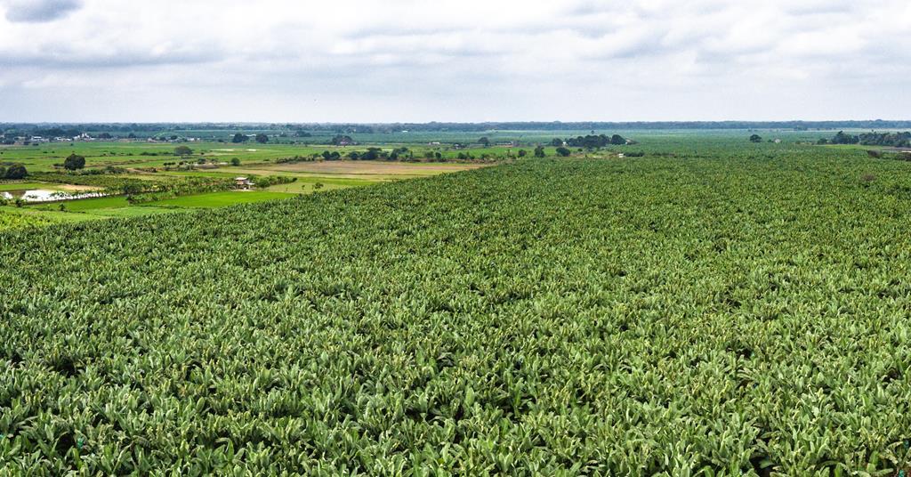Banana Industry: Challenges and Sustainable Solutions