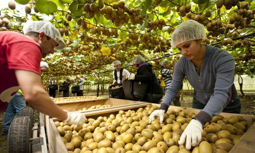Visa extensions to help New Zealand producers | Article | Fruitnet