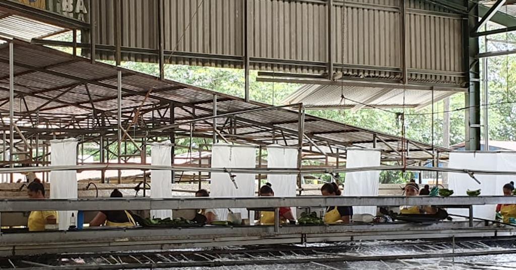 Banana Congress 2024: Sustainability & TR4 Solutions for Global Production - News Directory 3