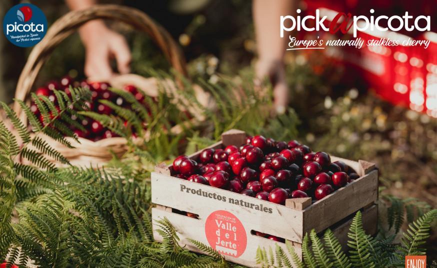 Picota cherries arrive in the UK Article