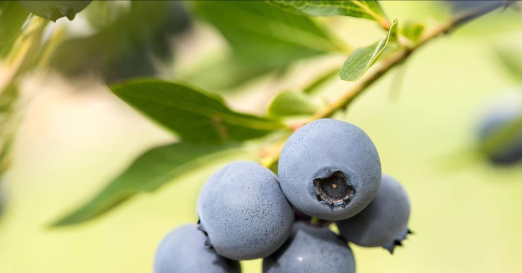 New blueberry varieties available to NZ growers Article