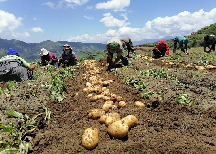 Philippine potato project supports growers Article