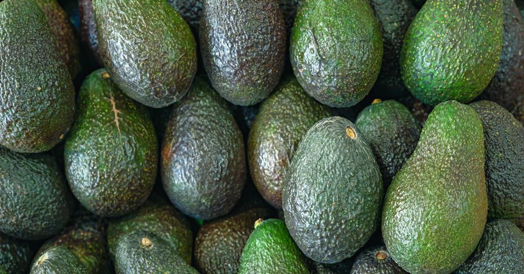 South African avocados set to arrive in Europe | Article | Fruitnet