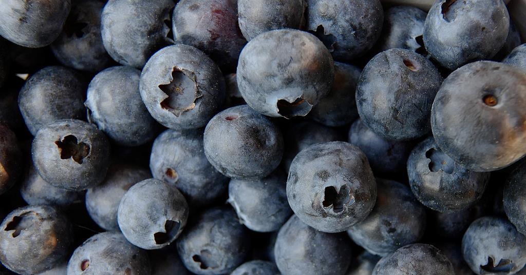 Blueberry spat continues with war of words | Article | Fruitnet