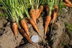 National carrot competition kicks off | Article | Fruitnet