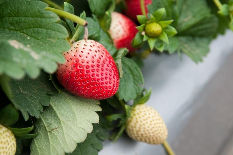 Strawberry solution in the Philippines Article