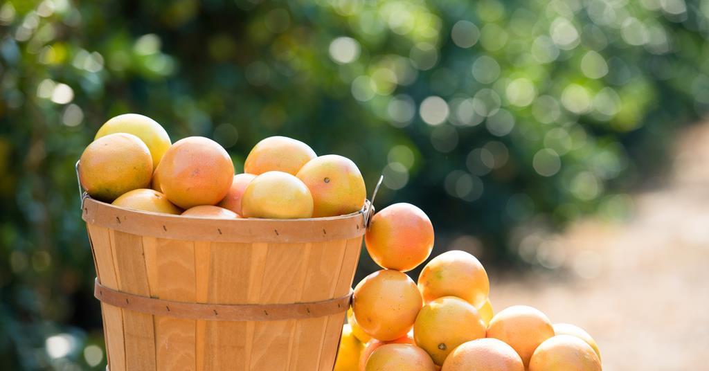 Florida citrus shows stability in final forecast of 2023