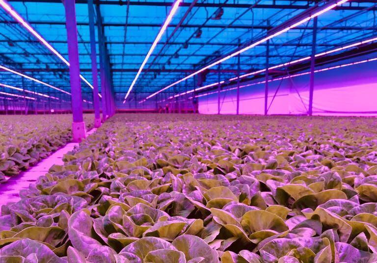 Lettuce supplier installs LEDs to boost yields | Article | Fruitnet