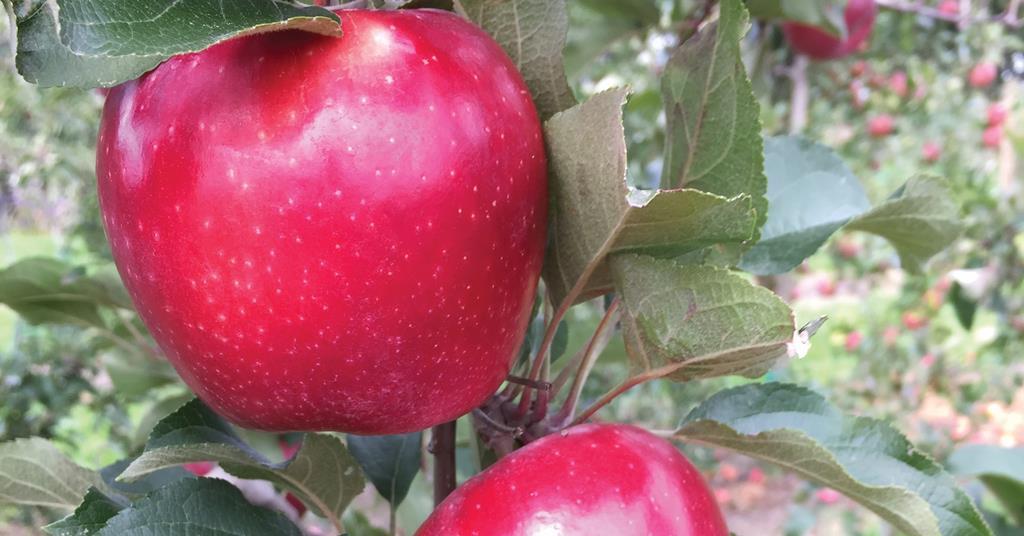 Scales purchases Bostock orchards - Vimarsana News