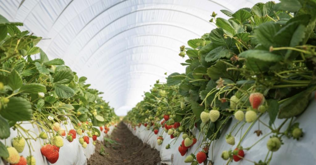 UC Davis ends strawberry licensing agreement with Eurosemillas - Vimarsana News