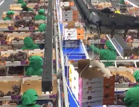 Vanguard opens new Ica table grape facility | Article | Fruitnet