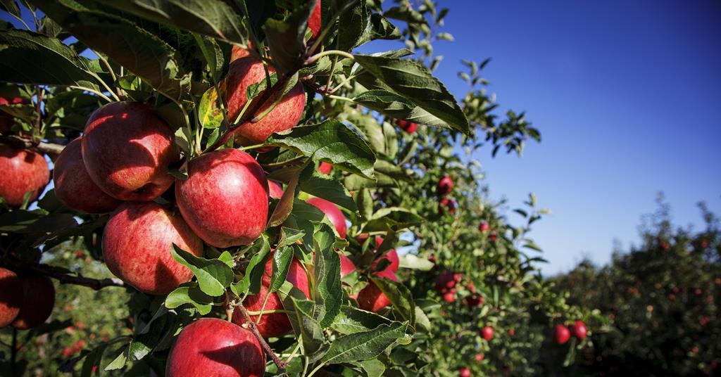 Forecast up for New Zealand apple and pear harvest following