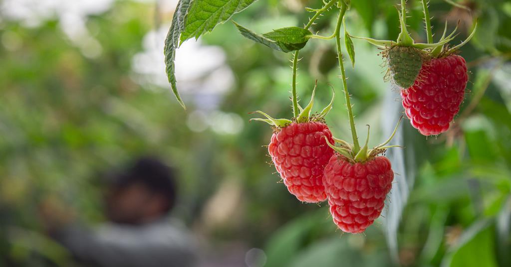 Surberry Huelva raspberry acreage expands in 2024/25 | News | Fruitnet