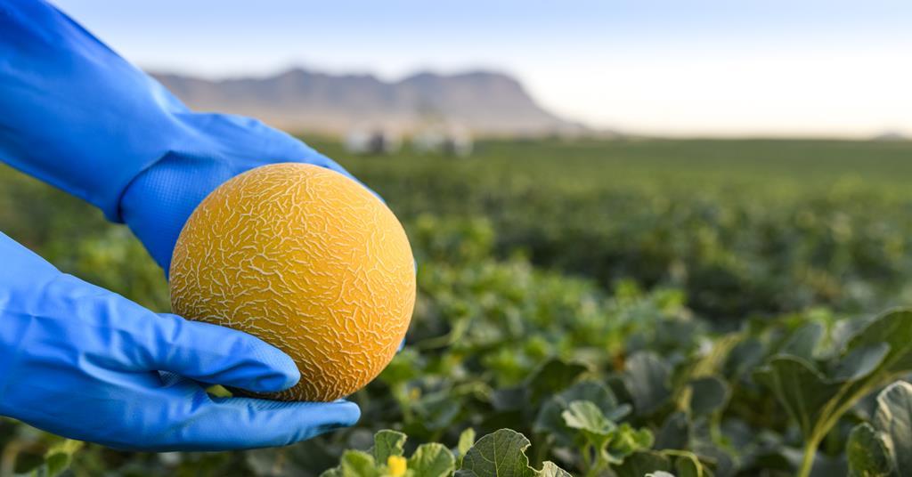 Seed companies showcase melon innovations Article