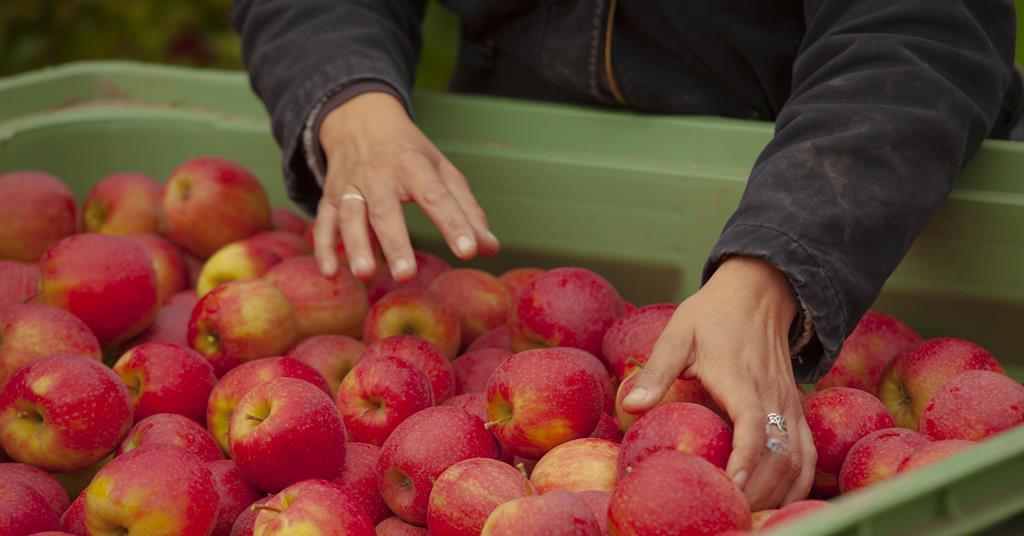 Pink Lady® steigert Marktanteil in Deutschland auf 8,5 Prozent ...
