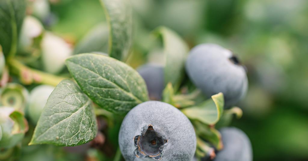 AgroBerries Group expands global blueberry offer with Mountain Blue Orchards