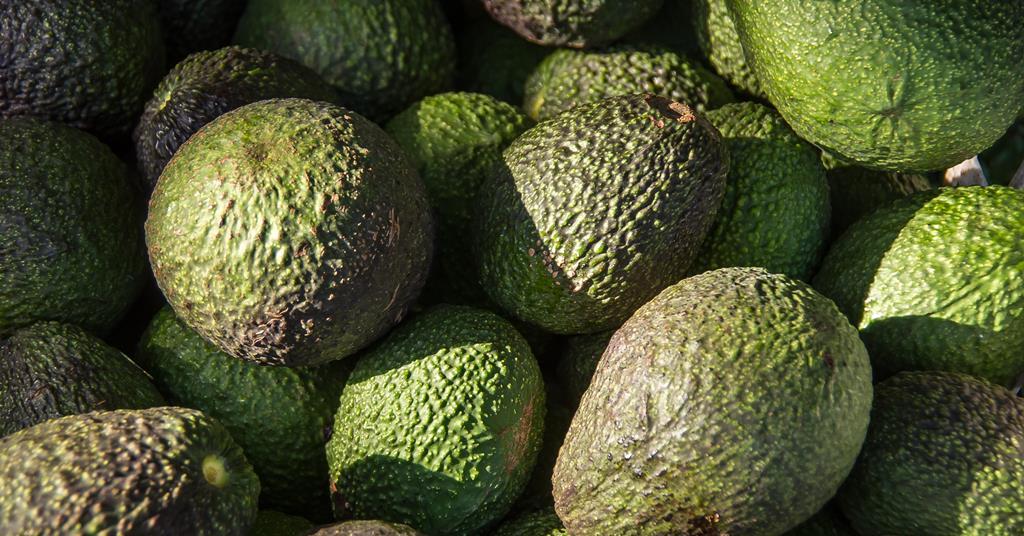 Japan avocado imports soar | Article | Fruitnet