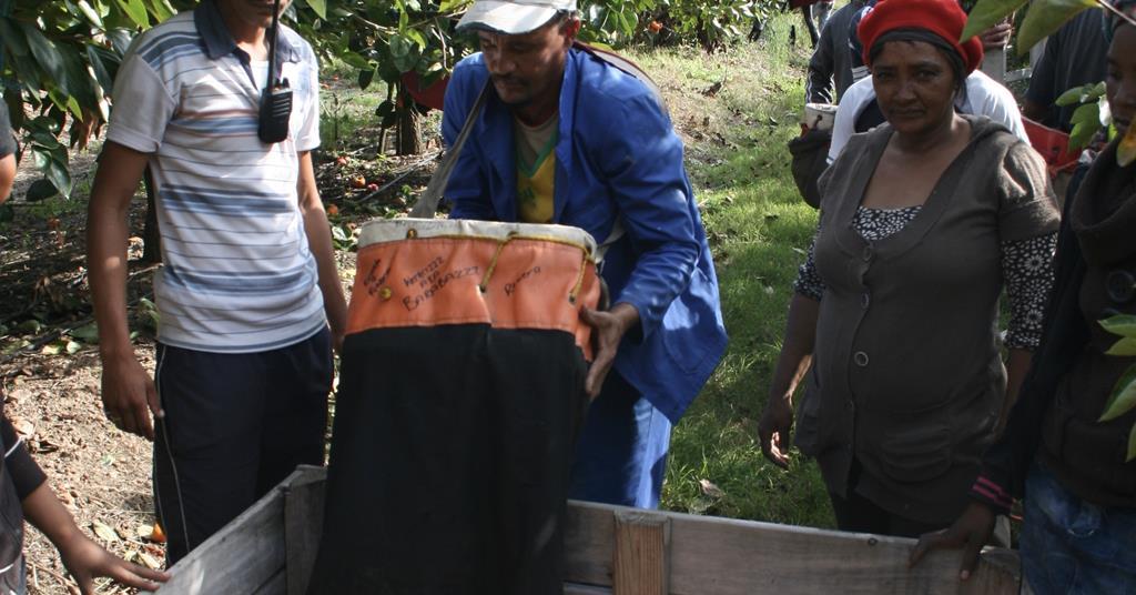 End of the Sharon fruit dream in South Africa Article