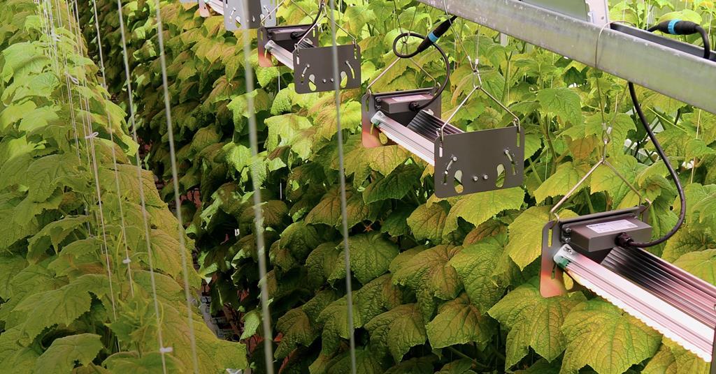 Bloem and Helle-Tech announce Finnish partnership for greenhouse lighting | News