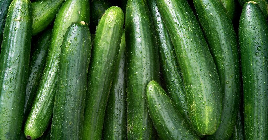 Nederlandse komkommerverkoop stabiel, maar energiekosten slaan toe |  Artikel