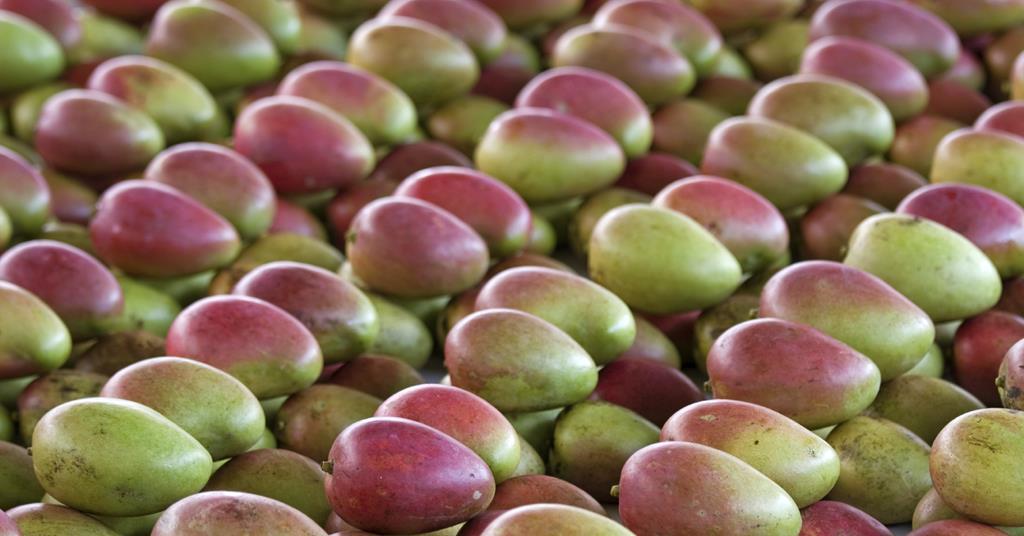 US primed for Jamaican mangoes Article