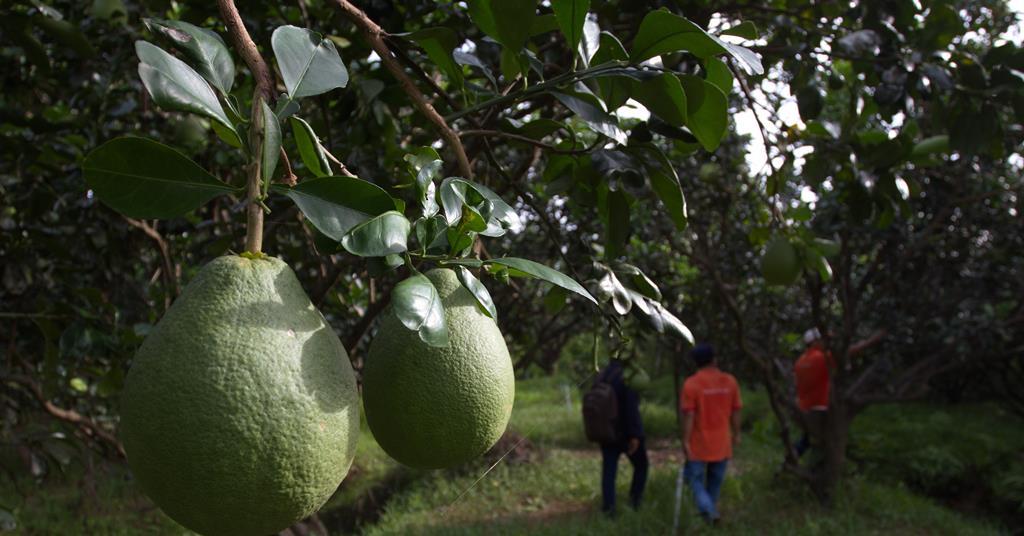 Citrus Australia monitors Vietnamese pomelo risk analysis News