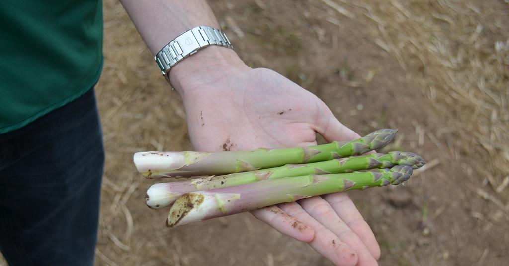 British asparagus season officially begins | News