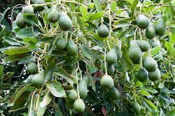 NZ avocado sector targets Asia | Article | Fruitnet