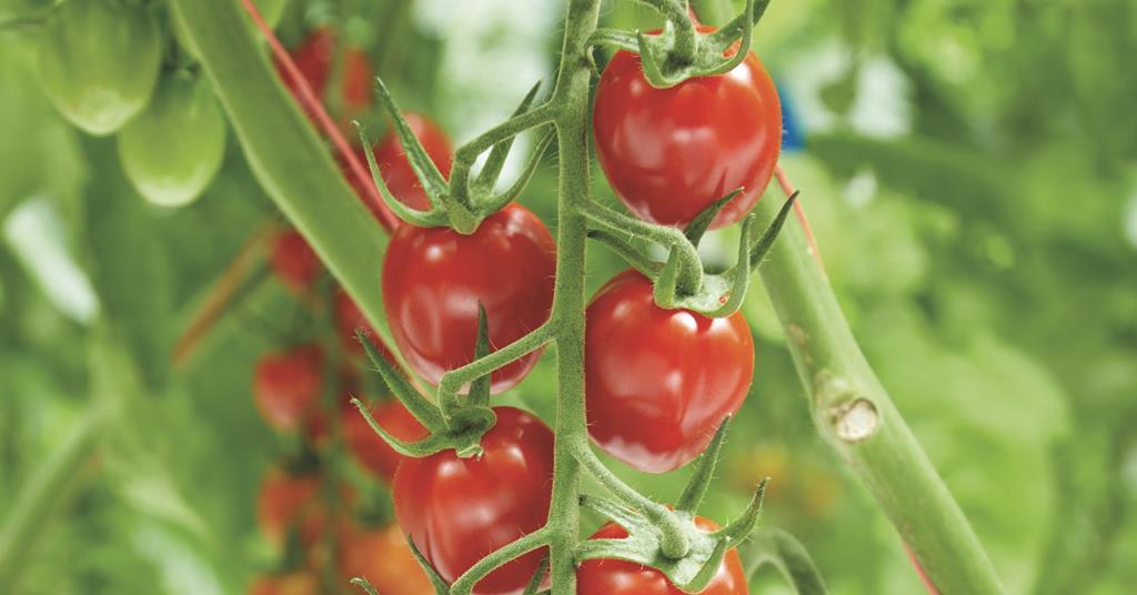 Enza Zaden talks tomato traits | News | Fruitnet
