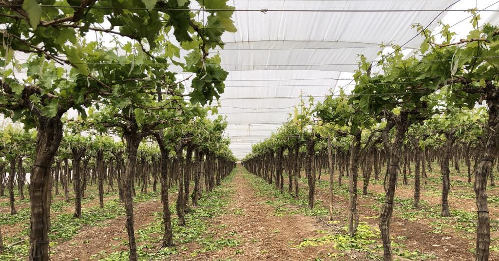 Looking up for Egyptian grapes Article