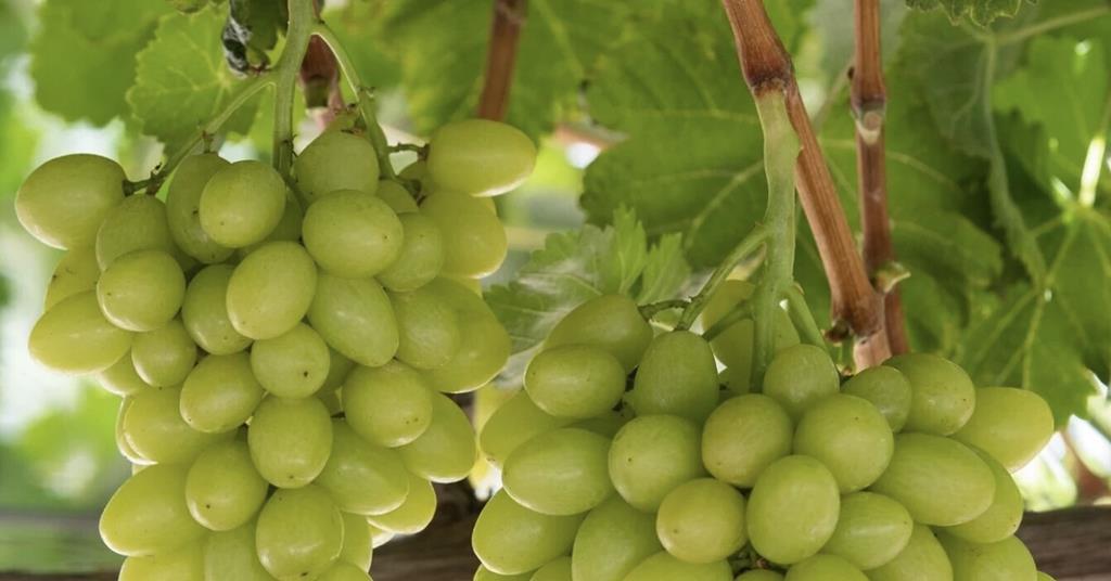 Come and see Puglia’s table grape renewal first-hand! | Article | Fruitnet