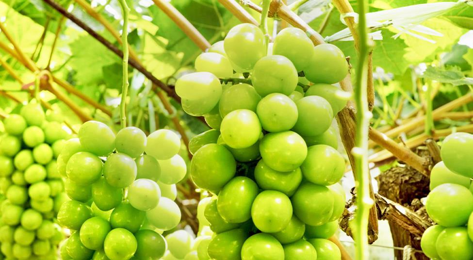 Joytree partners with National Geographic to tell stories