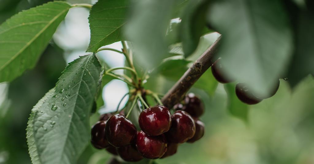 Cherry Case Study Cherry traceability pilot ramps up | News | Fruitnet