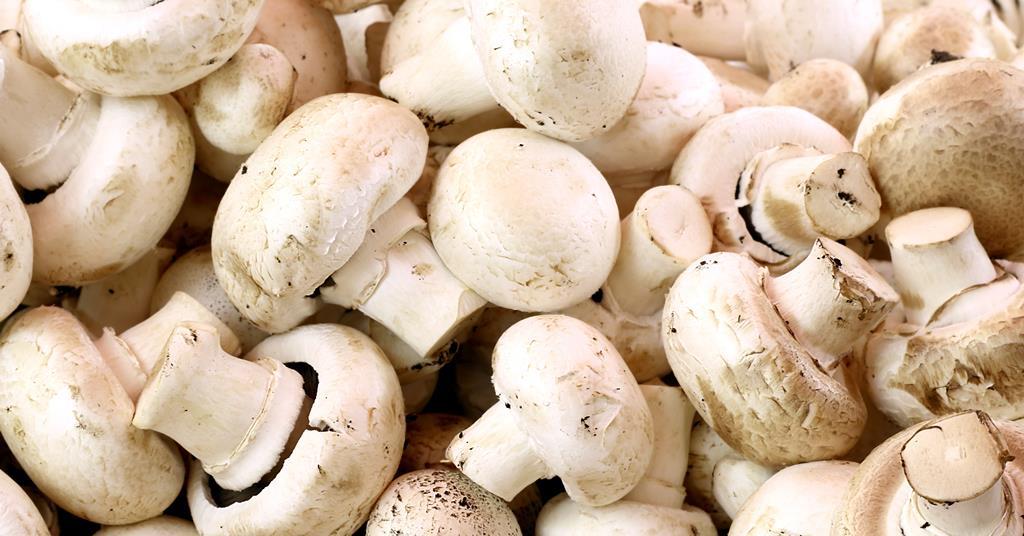 Mushroom industry news and analysis | Fruitnet.com