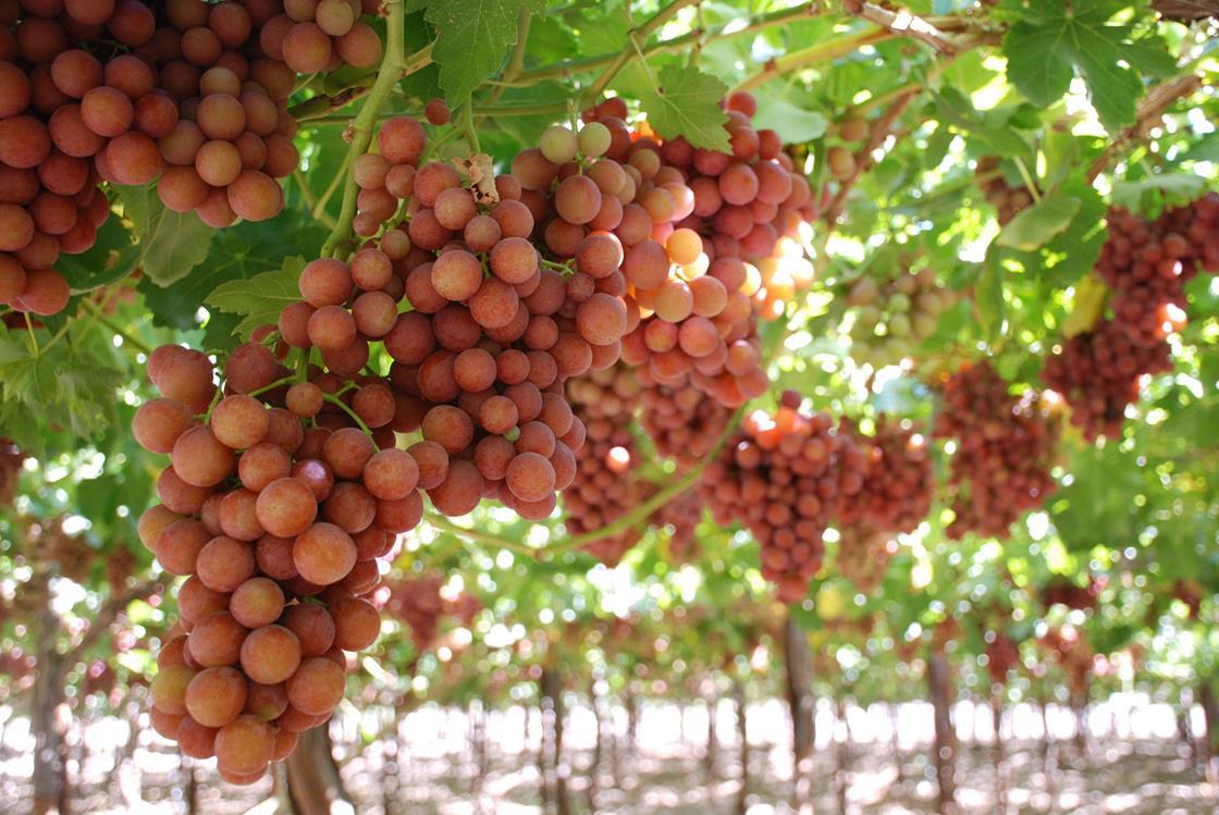 US approves Systems Approach for Chilean table grapes Article
