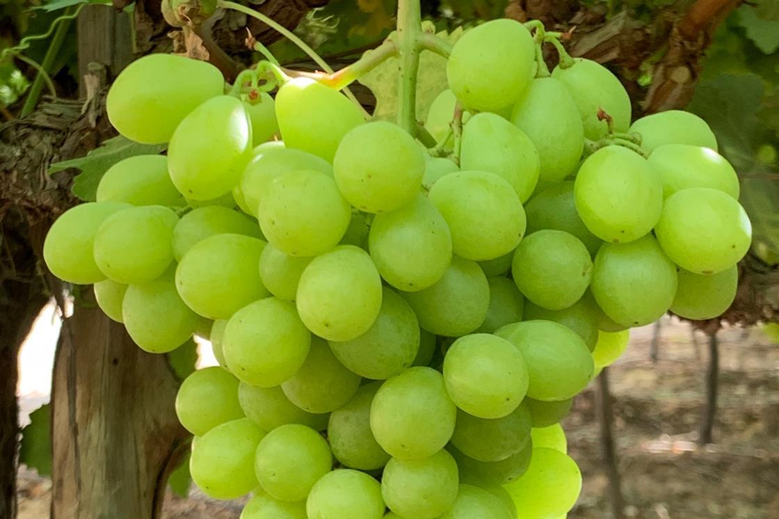 Egypt’s early season for white grapes causes headaches Article