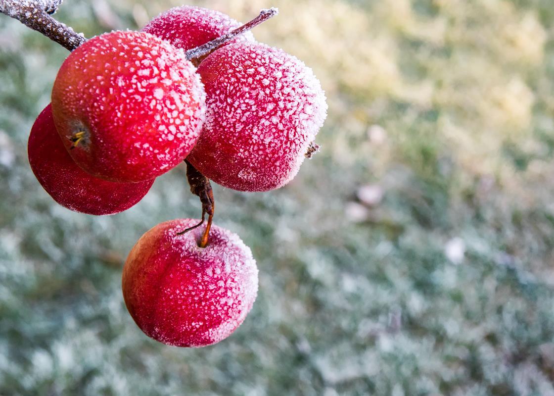 Spring frosts hurt Czech fruit crop News